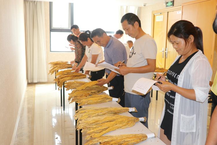 收购前准备工作要求,组织进行2018年烟叶分级暨廉政风险教育培训班